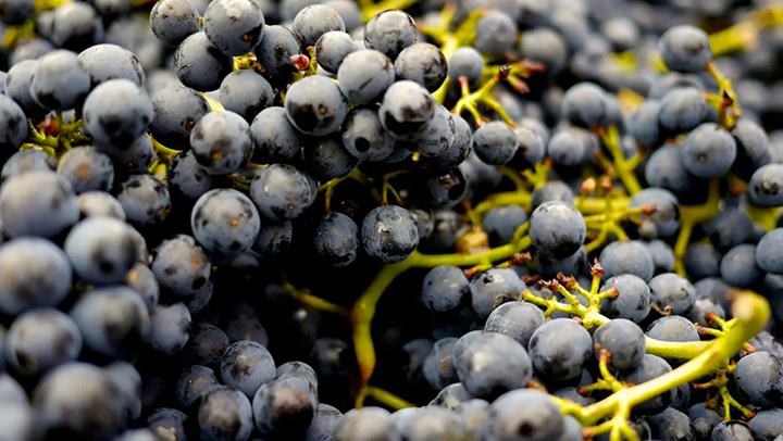 Enthusiast to Sommelier: Wine Happens