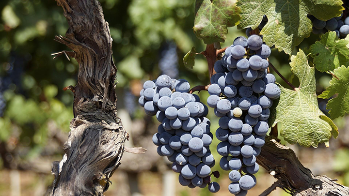 Unveiling the Art of Vine Training: Crafting Fine Wines through&nbsp;Precision