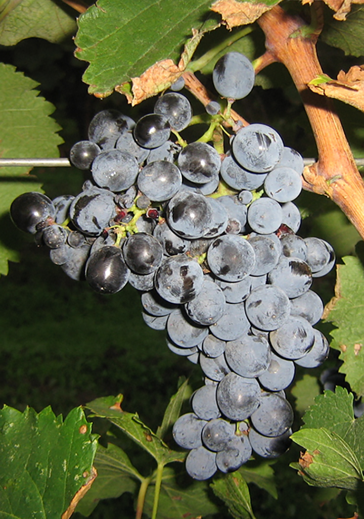 Teinturier Grapes: A Deep Dive into Rarity and&nbsp;Richness