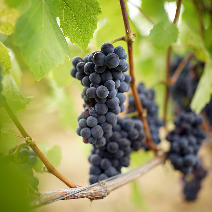 Varietal Spotlight: Pinot Noir