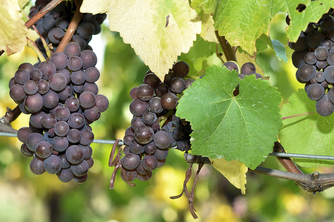 Varietal Spotlight: Pinot Grigio