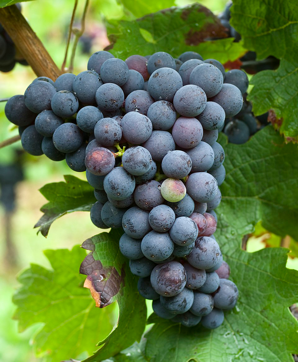 Varietal Spotlight: Cabernet Franc