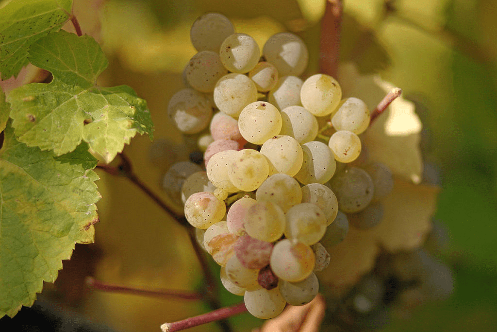 The Noble Grapes of Alsace