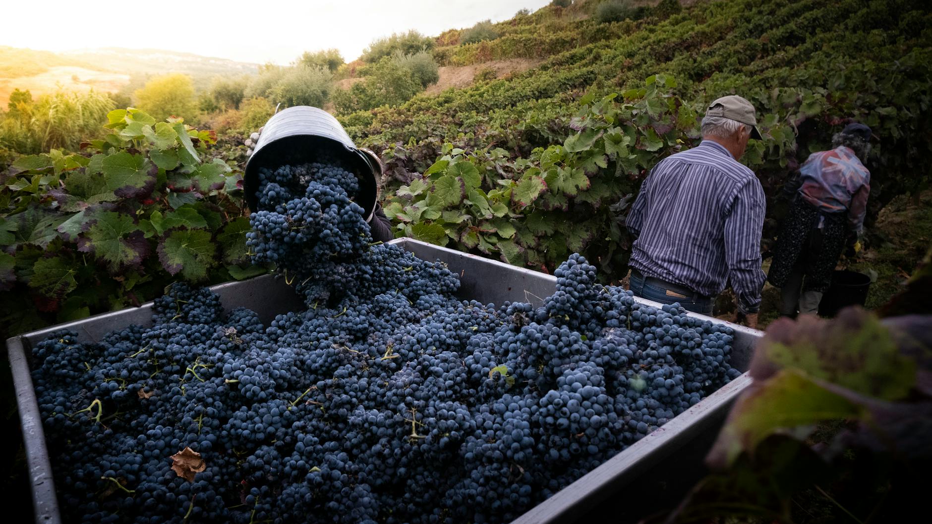 The Art, Science, and Law of Pressing Grapes