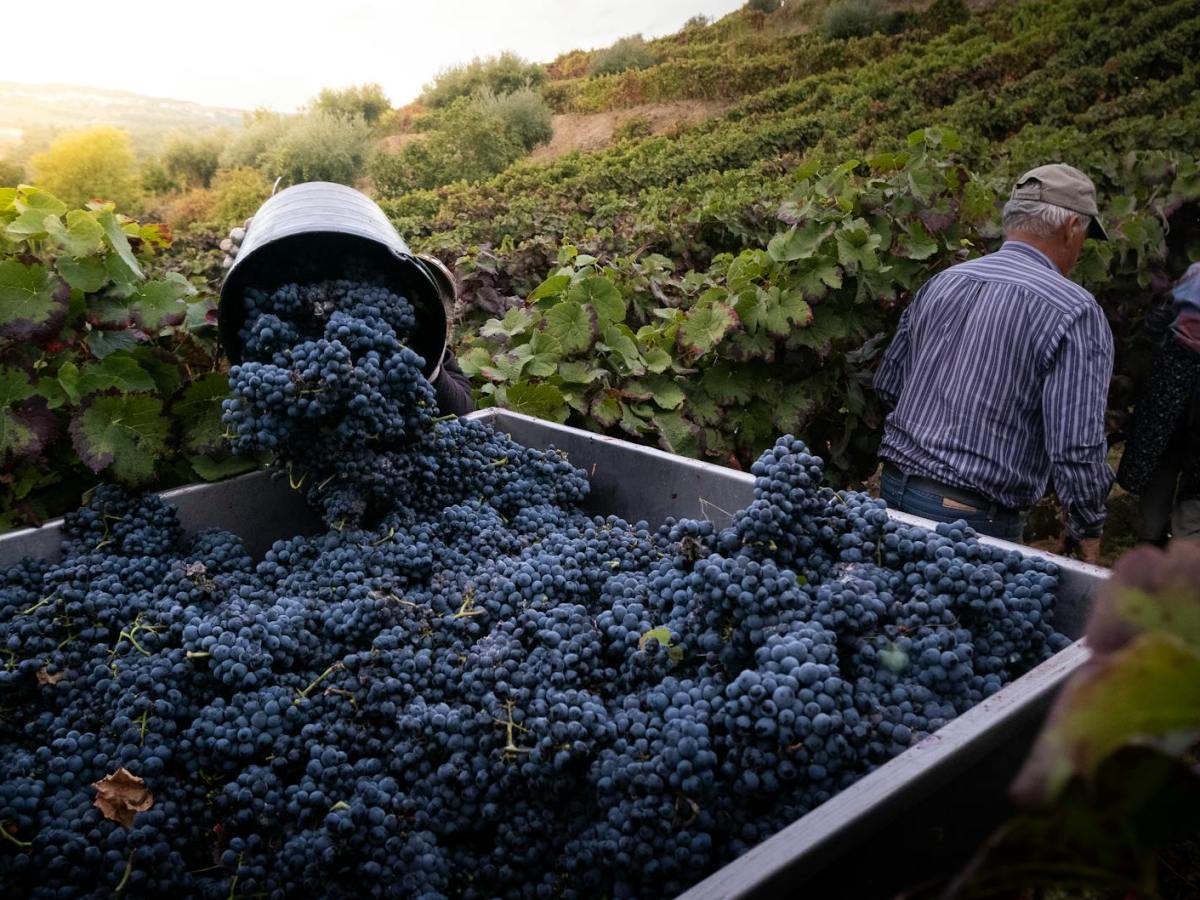 The Art, Science, and Law of Pressing&nbsp;Grapes